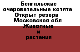 Бенгальские очаровательные котята.  Открыт резерв. - Московская обл. Животные и растения » Кошки   